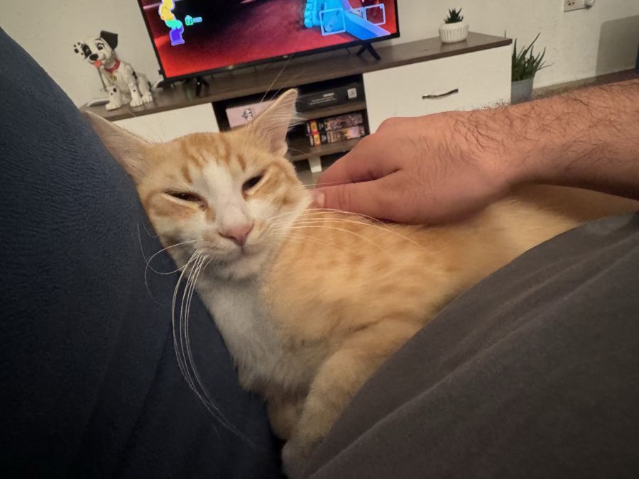 Puffy kucakta gözlerini kısmış, kameraya bakıyor